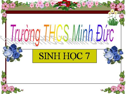 Bài 50. Đa dạng của lớp Thú: Bộ Ăn sâu bọ, bộ Gặm nhấm, bộ Ăn thịt