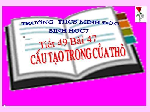 Bài 47. Cấu tạo trong của thỏ