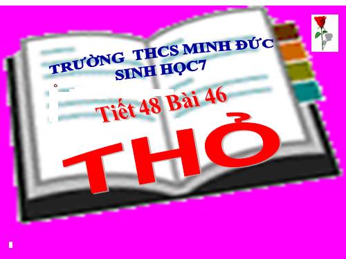 Bài 46. Thỏ