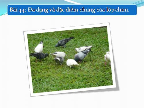 Bài 44. Đa dạng và đặc điểm chung của lớp Chim