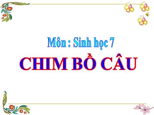 Bài 41. Chim bồ câu