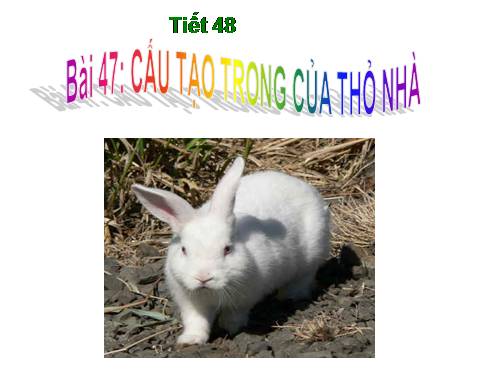 Bài 47. Cấu tạo trong của thỏ