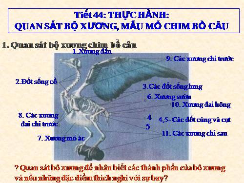 Bài 42. Thực hành: Quan sát bộ xương, mẫu mổ chim bồ câu