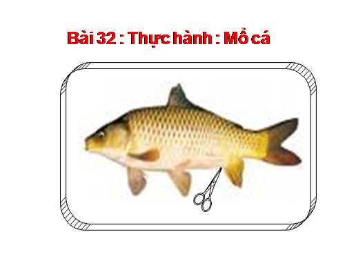 Bài 32. Thực hành: Mổ cá