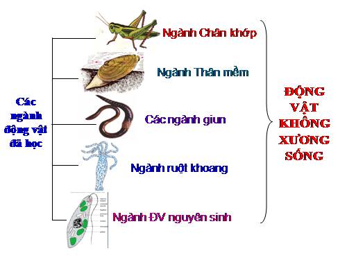 Bài 31. Cá chép