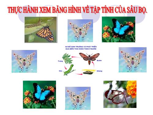 Bài 28. Thực hành: Xem băng hình về tập tính của sâu bọ