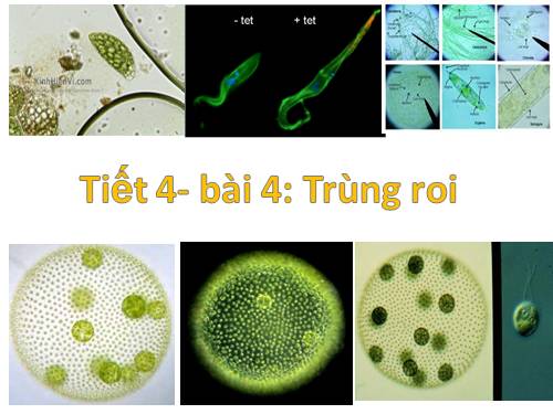 Bài 4. Trùng roi