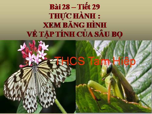 Bài 28. Thực hành: Xem băng hình về tập tính của sâu bọ