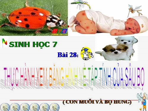 Bài 28. Thực hành: Xem băng hình về tập tính của sâu bọ