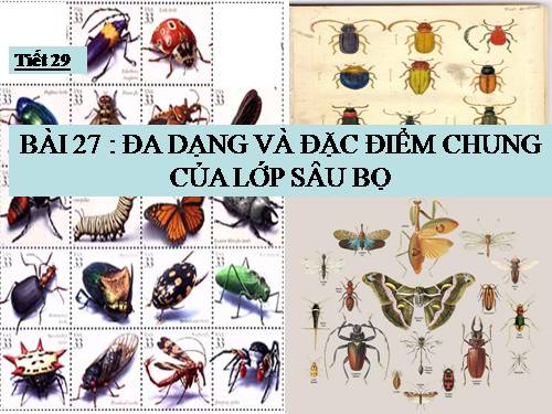 Bài 27. Đa dạng và đặc điểm chung của lớp Sâu bọ