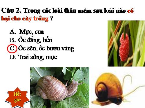 TIÊT 22. ĐẶC ĐIỂM CHUNG VÀ VAI TRÒ CỦA THÂN MỀM