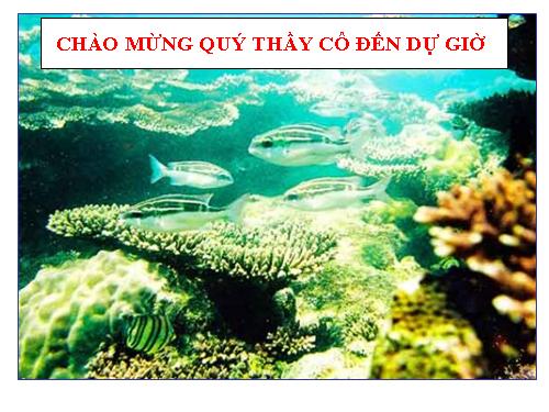 Bài 9. Đa dạng của ngành Ruột khoang