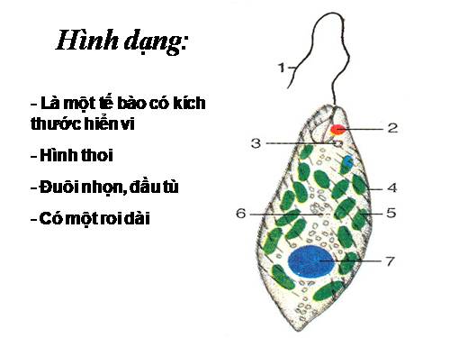 Bài 4. Trùng roi