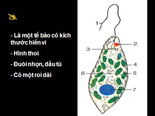 Bài 4. Trùng roi