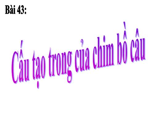 Bài 43. Cấu tạo trong của chim bồ câu