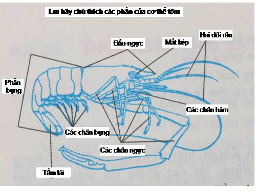 Bài 23. Thực hành: Mổ và quan sát tôm sông