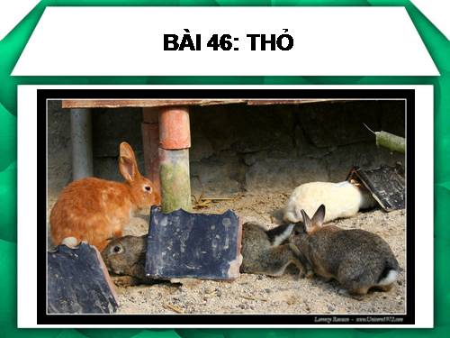 Bài 46. Thỏ