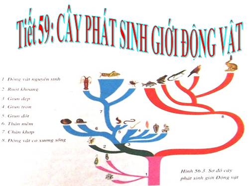 Bài 56. Cây phát sinh giới Động vật