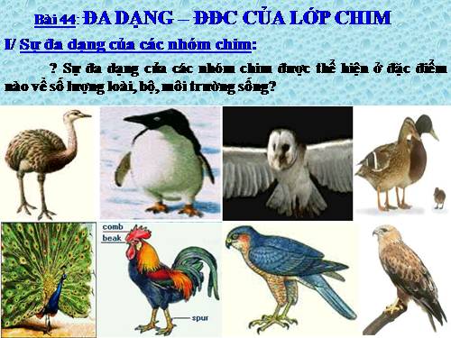 Bài 44. Đa dạng và đặc điểm chung của lớp Chim