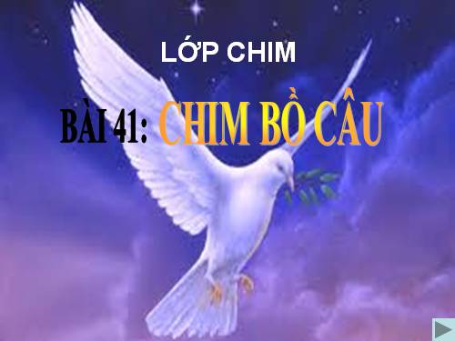 Bài 41. Chim bồ câu