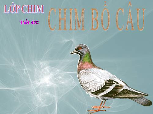 Bài 41. Chim bồ câu