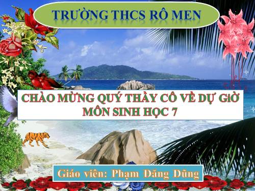 Bài 49. Đa dạng của lớp Thú: Bộ Dơi và bộ Cá voi