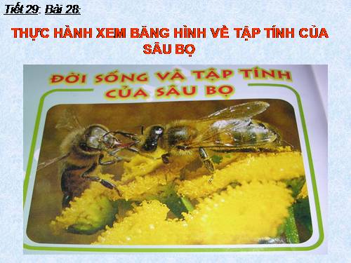 Bài 28. Thực hành: Xem băng hình về tập tính của sâu bọ