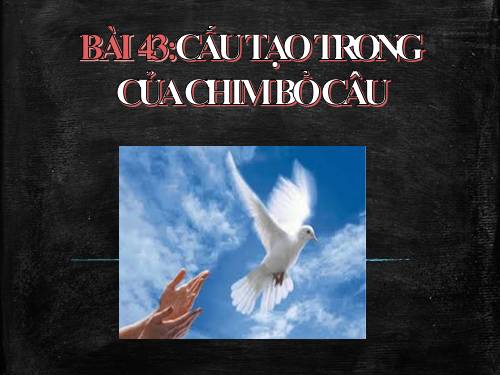 Bài 43. Cấu tạo trong của chim bồ câu