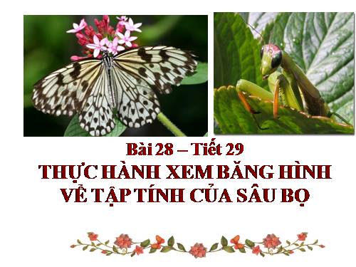 Bài 28. Thực hành: Xem băng hình về tập tính của sâu bọ