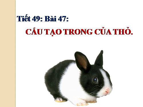 Bài 47. Cấu tạo trong của thỏ