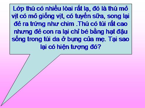 Bài 48. Đa dạng của lớp Thú: Bộ Thú huyệt, bộ Thú túi