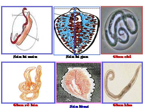 Bài 16. Thực hành: Mổ và quan sát giun đất