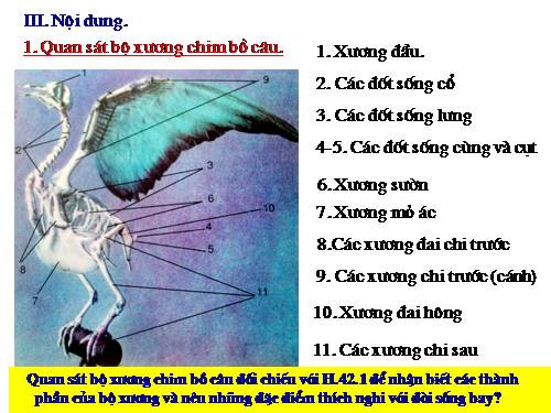 Bài 43. Cấu tạo trong của chim bồ câu