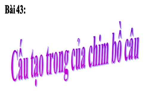 Bài 43. Cấu tạo trong của chim bồ câu