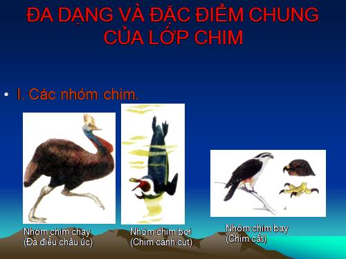 Bài 44. Đa dạng và đặc điểm chung của lớp Chim