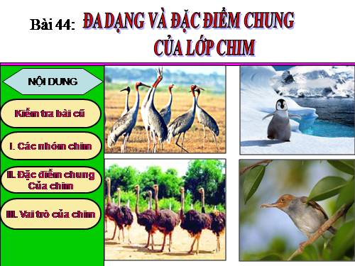 Bài 44. Đa dạng và đặc điểm chung của lớp Chim