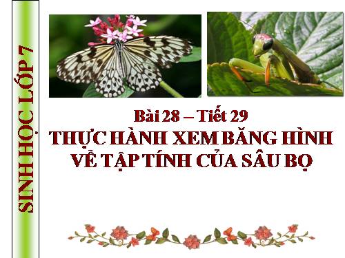 Bài 28. Thực hành: Xem băng hình về tập tính của sâu bọ