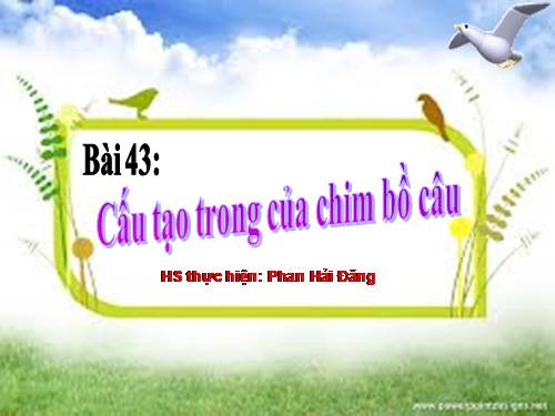 Bài 43. Cấu tạo trong của chim bồ câu