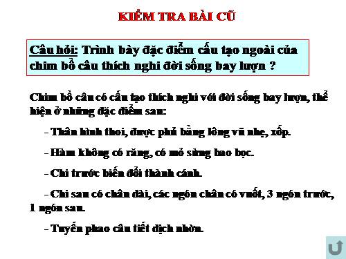 Bài 43. Cấu tạo trong của chim bồ câu