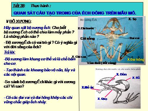 Bài 36. Thực hành: Quan sát cấu tạo trong của ếch đồng trên mẫu mổ