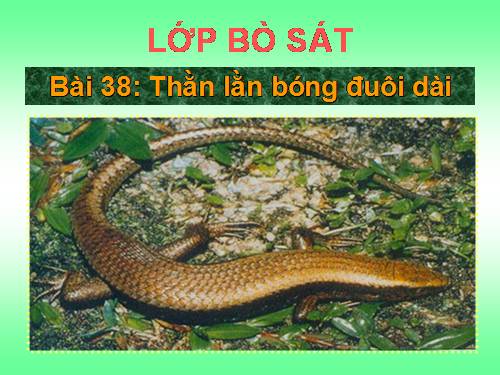 Bài 38. Thằn lằn bóng đuôi dài