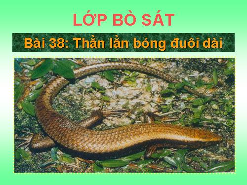 Bài 38. Thằn lằn bóng đuôi dài