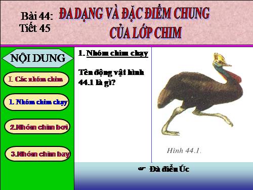 Bài 44. Đa dạng và đặc điểm chung của lớp Chim