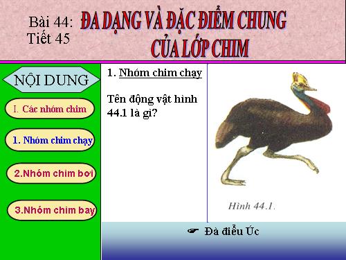 Bài 44. Đa dạng và đặc điểm chung của lớp Chim