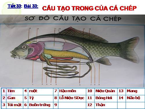 Bài 33. Cấu tạo trong của cá chép