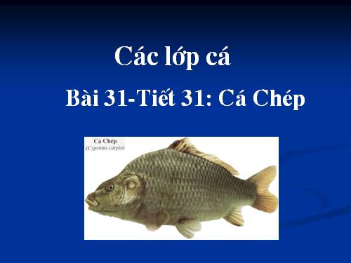 Bài 31. Cá chép