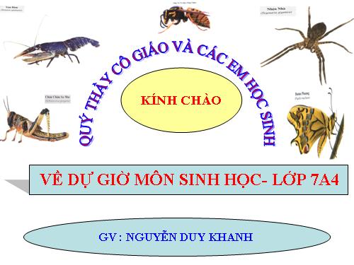 Bài 29. Đặc điểm chung và vai trò của ngành Chân khớp