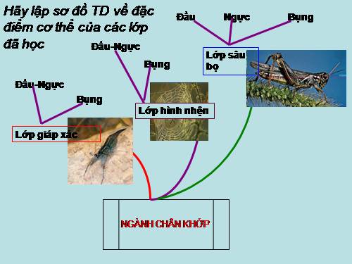 Bài 27. Đa dạng và đặc điểm chung của lớp Sâu bọ