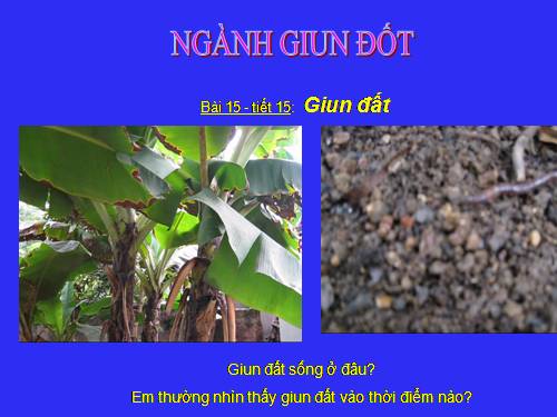 Bài 15. Giun đất