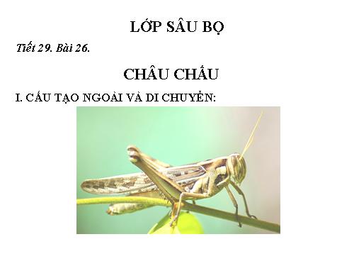 Bài 26. Châu chấu